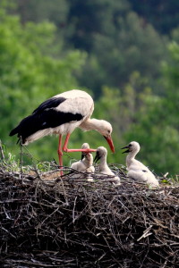 Fot. Karolina Mokrzycka