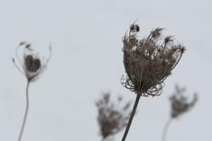 Fot. Agnieszka Twardawa