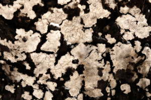 Fot. Agnieszka Twardawa