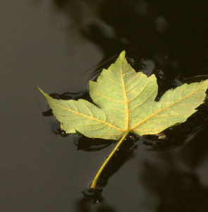 Fot. Gabrysia Sarnowska