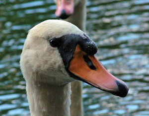 Fot. Gabrysia Sarnowska