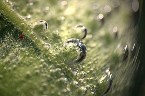 Fot. Małgorzata Juchnikowska