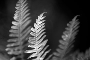 Fot. Jerzy Kołodziejski