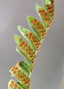 Fot. Karolina Mokrzycka