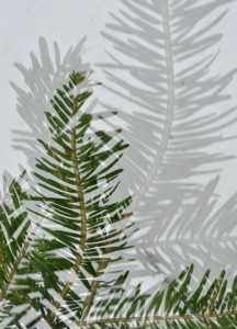 Fot. Karolina Mokrzycka