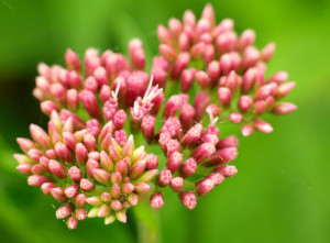 Fot. Kasia Szygałowicz