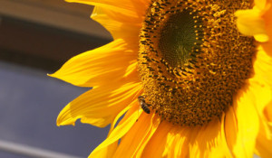 Fot. Matylda Krulikowska