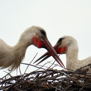 Fot. Renata Zwięglińska