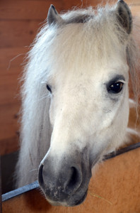 Fot. Renata Zwięglińska