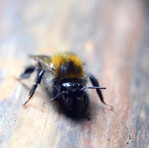Fot. Renata Zwięglińska
