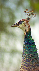 Fot. Weronika Banaszczyk