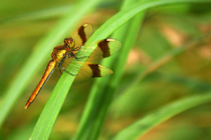 Fot. Weronika Banaszczyk