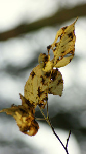 Fot. Weronika Banaszczyk