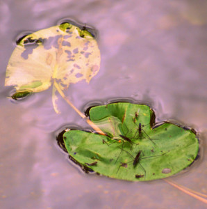 Fot. Weronika Banaszczyk