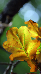 Fot. Weronika Banaszczyk