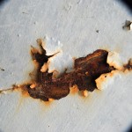 Fot. Agnieszka Rybarczyk