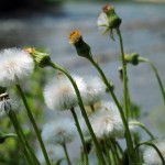 Fot. Agnieszka Rybarczyk