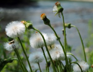 Fot. Agnieszka Rybarczyk