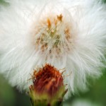 Fot. Agnieszka Rybarczyk