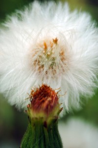 Fot. Agnieszka Rybarczyk