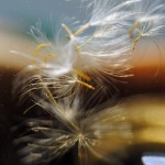 Fot. Agnieszka Rybarczyk