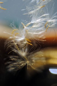 Fot. Agnieszka Rybarczyk