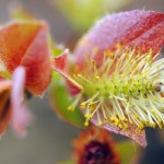 Fot. Agnieszka Rybarczyk