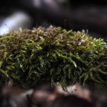 Fot. Agnieszka Rybarczyk