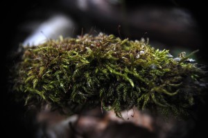 Fot. Agnieszka Rybarczyk