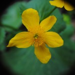 Fot. Agnieszka Rybarczyk