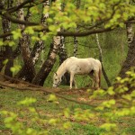 Fot. Elżbieta Wiśniewska