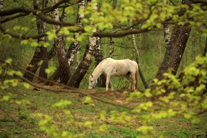 Fot. Elżbieta Wiśniewska