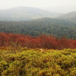 Fot. Elżbieta Wiśniewska