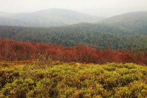 Fot. Elżbieta Wiśniewska
