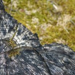 Fot. Jerzy Kołodziejski