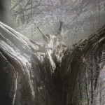 Fot. Jerzy Kołodziejski