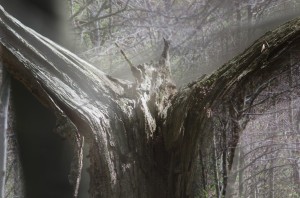 Fot. Jerzy Kołodziejski