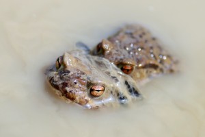 Fot. Karolina Mokrzycka