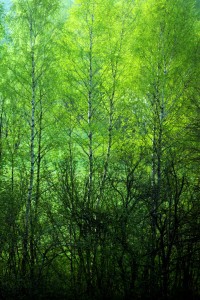 Fot. Karolina Mokrzycka