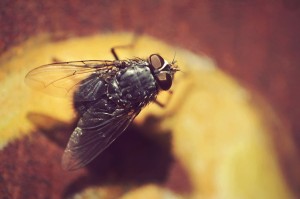 Fot. Weronika Banaszczyk