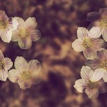 Fot. Weronika Banaszczyk