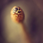 Fot. Weronika Banaszczyk