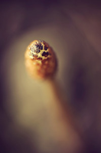 Fot. Weronika Banaszczyk