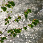 Fot. Zbigniew Bochenek