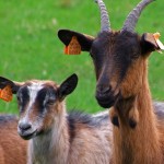 Fot. Zbigniew Bochenek