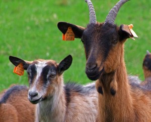 Fot. Zbigniew Bochenek