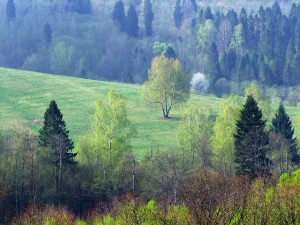Fot. Zbigniew Bochenek