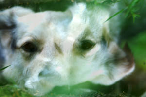 Fot. Agnieszka Stafiej