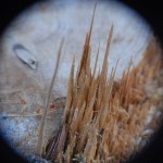 Fot. Agnieszka Stafiej