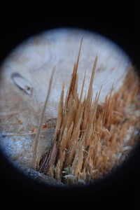 Fot. Agnieszka Stafiej